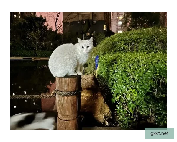 去大猫电影网手机版，畅享海量高清影视资源的绝佳之选